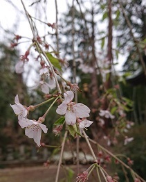 桜0331 