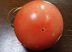 ２0714 トマト