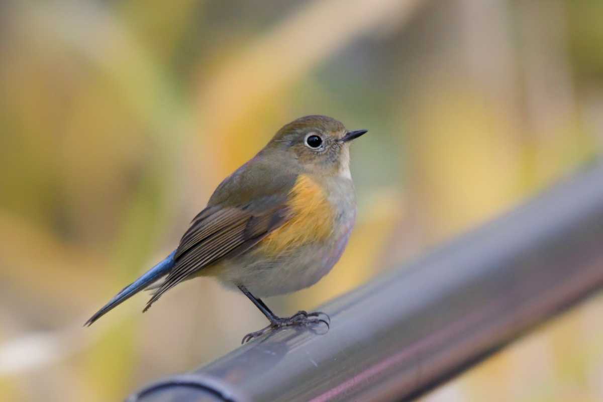 ルリビタキ♀DSC_5434