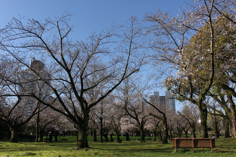 駿府城公園のソメイヨシノ他 200402