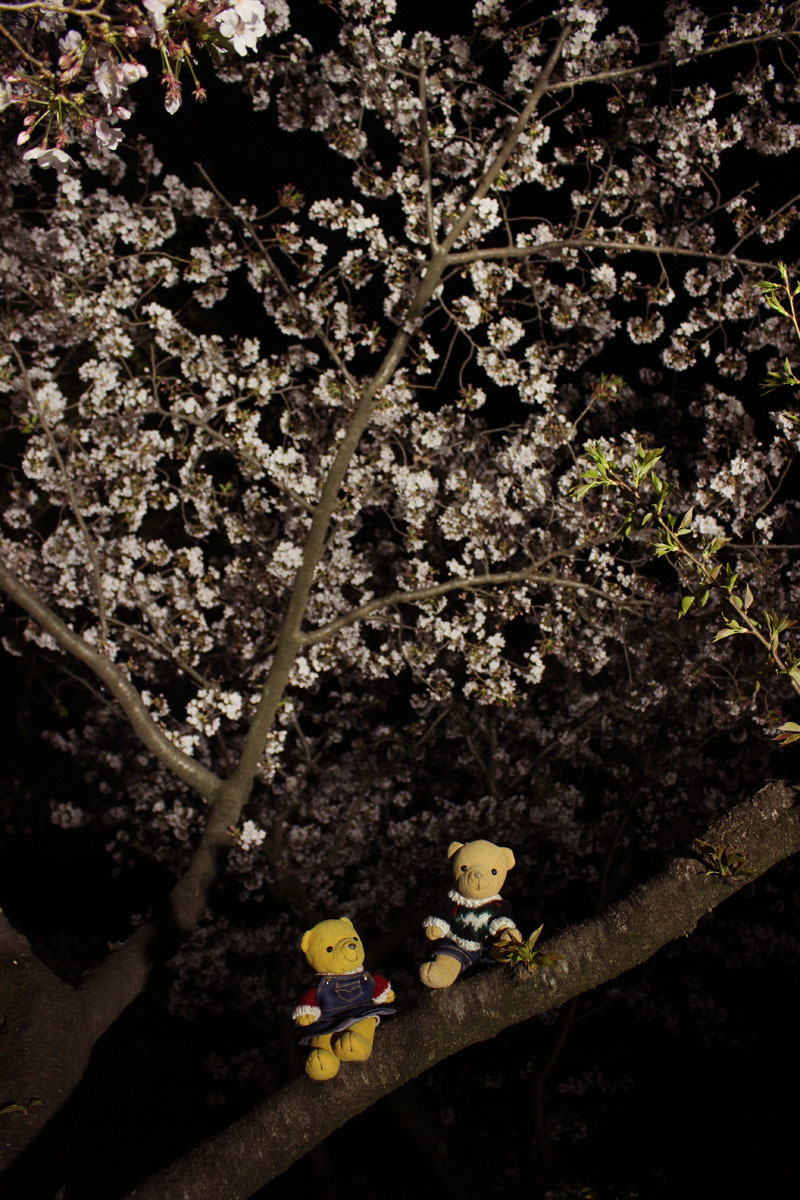 夜桜ソメイヨシノに乗って 駿府城公園 200410