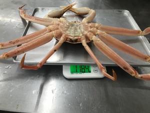 １キロ超え　蟹