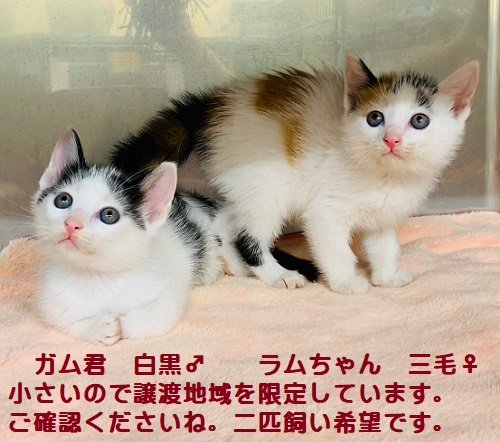 犬猫救済の輪 ＴＮＲ日本動物福祉病院 ☆迷子猫情報協力求む！！川崎市 