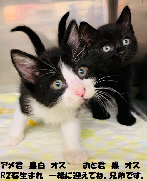 犬猫救済の輪 ＴＮＲ日本動物福祉病院 ☆迷子猫情報協力求む！！川崎市 