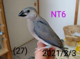NT6