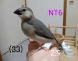 NT6〜水色足環