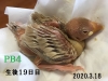 ＰＢ４　１９日目
