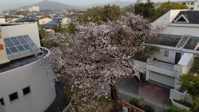 20210330久留米の桜