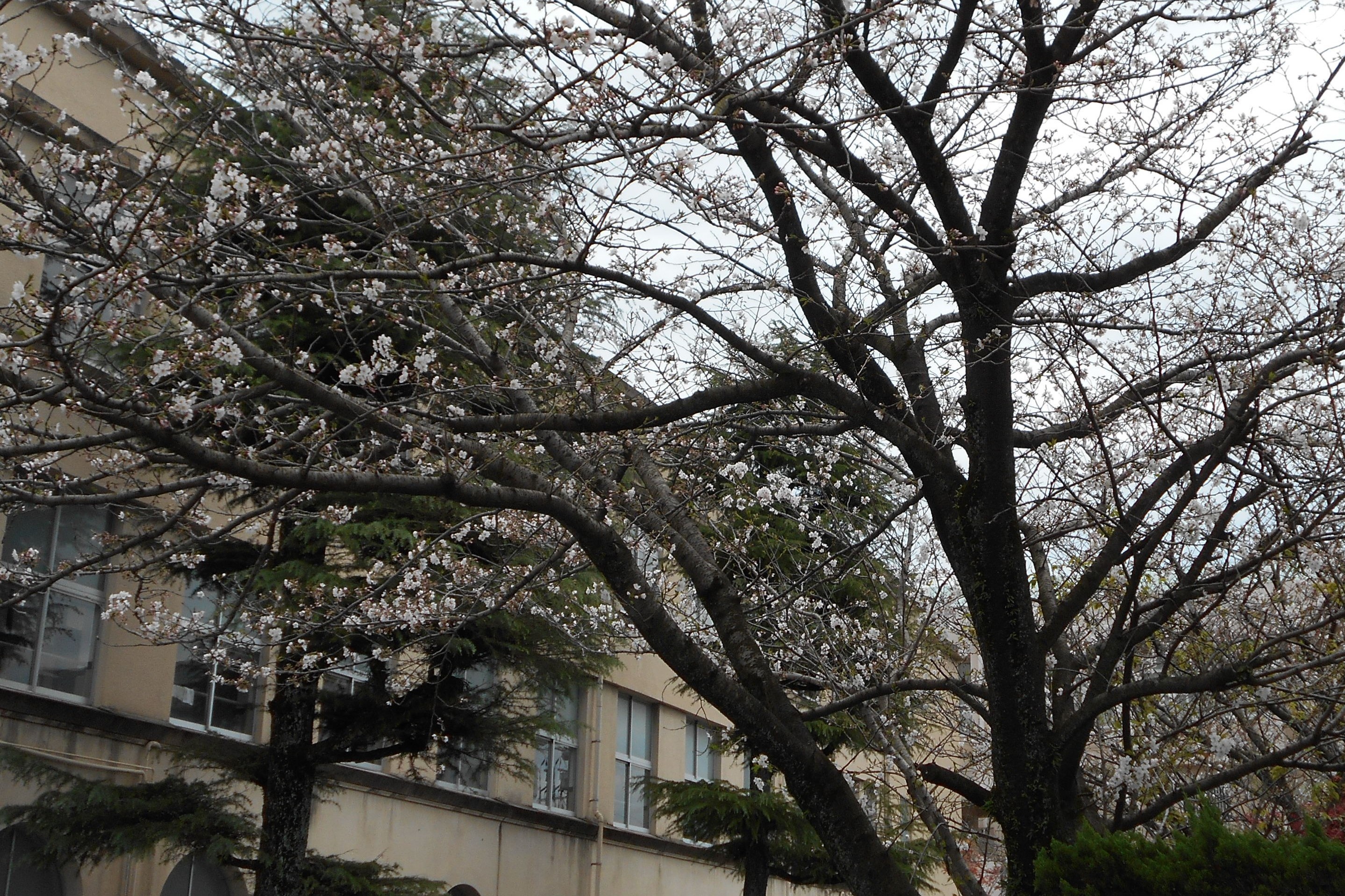 校舎と桜