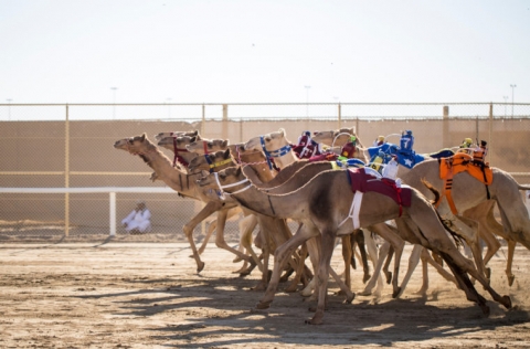 Camel-Racing-Organizing-Committee-continues-preparations-for-2020-2021-season.jpg
