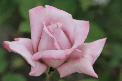 2010-5-9 rose