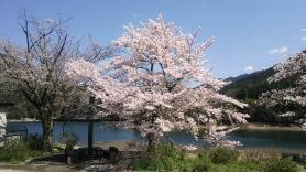 2020.4.5 金砂湖の桜１