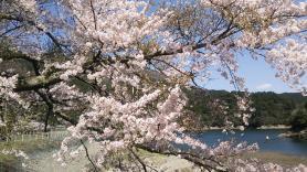 2020.4.5 金砂湖の桜２