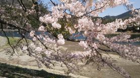 2020.4.5 金砂湖の桜３