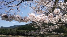 2020.4.5 金砂湖の桜４