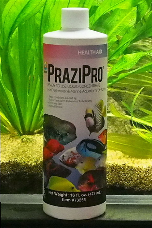 コリドラスの薬問題 8 Prazipro プラジプロ Corydoras7 2cm