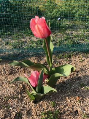 tulip20059.jpg