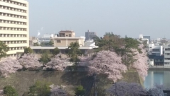 福井状の桜