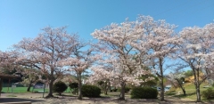 日岡山の桜２