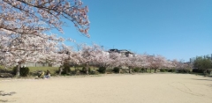 日岡山の桜１