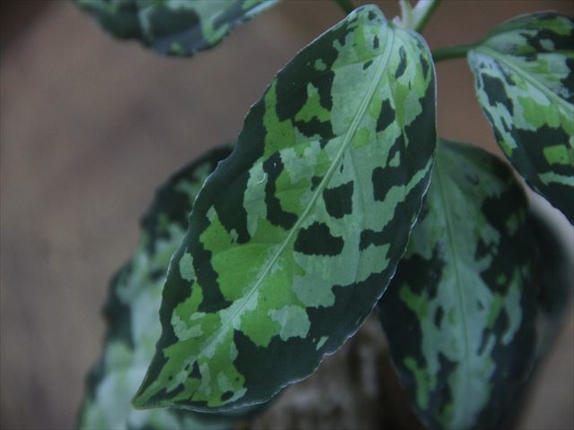 Aglaonema pictum multicolor lvl 5.0 from Sibolga Timur【HW0819-05c 