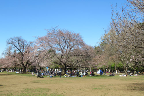 井の頭公園の桜2020