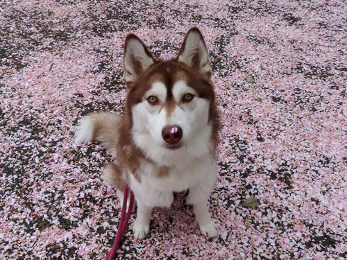 桜のじゅうたんとマドレーヌ