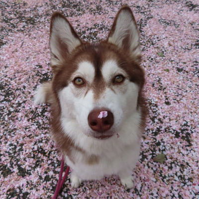 桜のじゅうたんとマドレーヌ