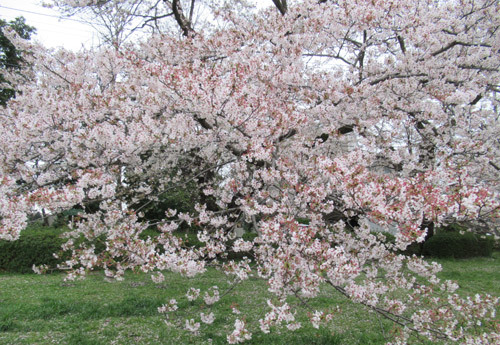 野川公園の桜2020