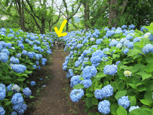 八木崎公園の紫陽花とスフレ