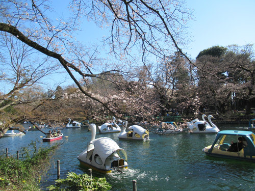 井の頭公園の桜2020