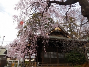 鎌倉街道　上道　熊野神社　しだれ桜