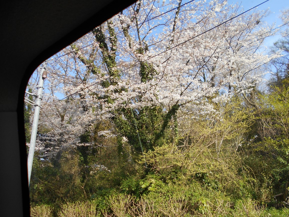 桜を見る会4