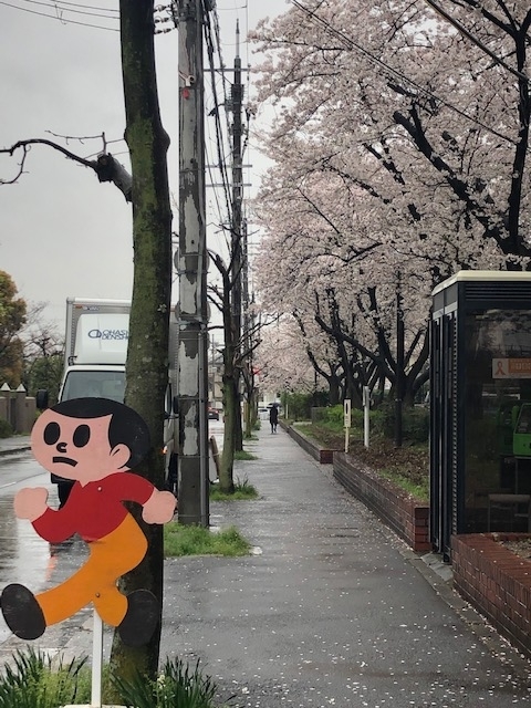 1日桜 (1)