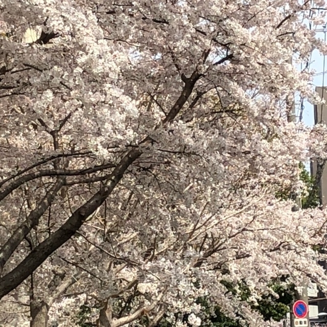 27桜