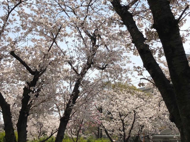 3の桜