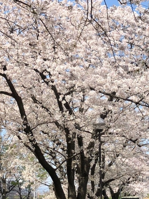 12の桜