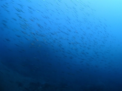 P1291342.jpg