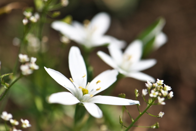 Kitaho のデジカメ散歩 ベツレヘムの星という花