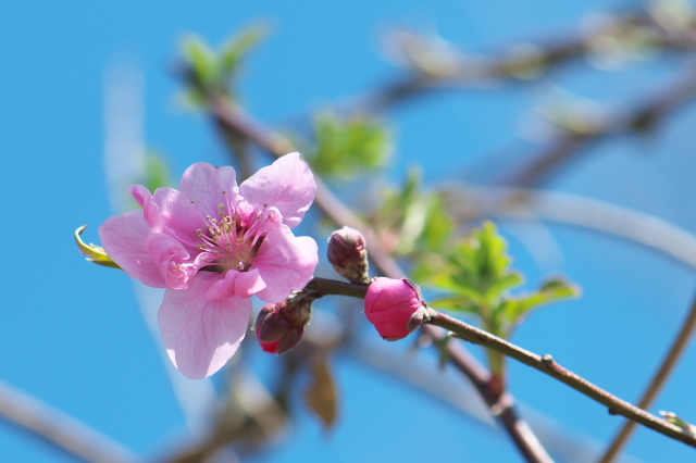 春を感じさせてくれますね。・・・・花桃の花の開花。