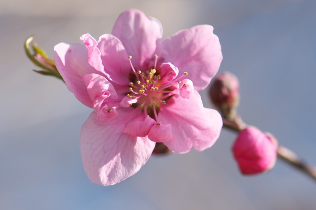 春を感じさせてくれますね。・・・・花桃の花の開花。