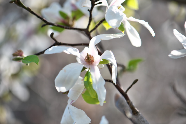 モクレン科モクレン属のコブシ（学名：Magnolia kobus）