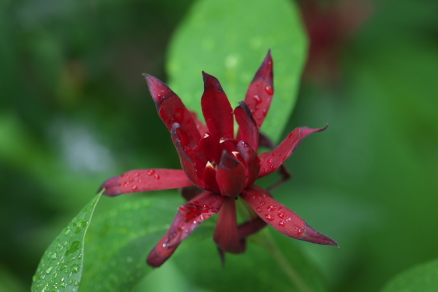 黒花ロウバイ（学名 : Calycanthus floridus）の地味な花