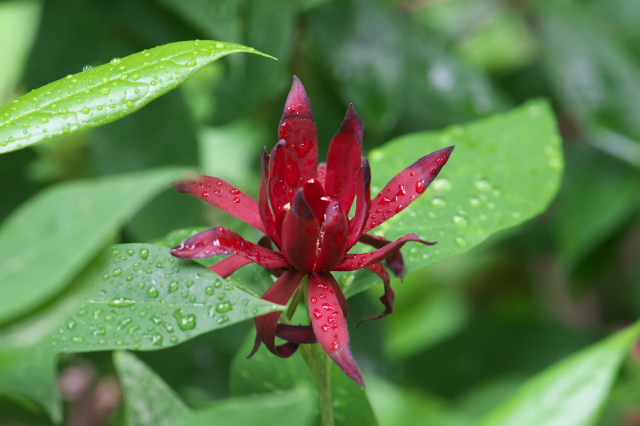黒花ロウバイ（学名 : Calycanthus floridus）の地味な花