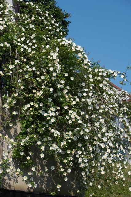 ナニワイバラ（Rosa.leavigata　中国・原種バラ）が満開