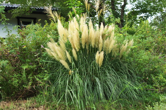 シロガネヨシ（学名： Cortaderia selloana）と呼ばれるPampas Grass