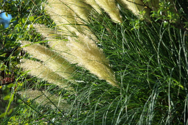 シロガネヨシ（学名： Cortaderia selloana）と呼ばれるPampas Grass
