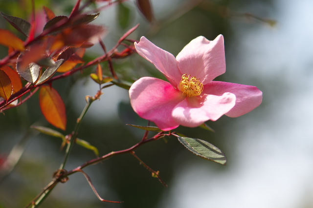 Rosa chinensis　Mutabilis が、一段と美しく。