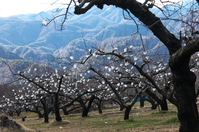 新府の桃畑に冬の花が咲く・・・・。