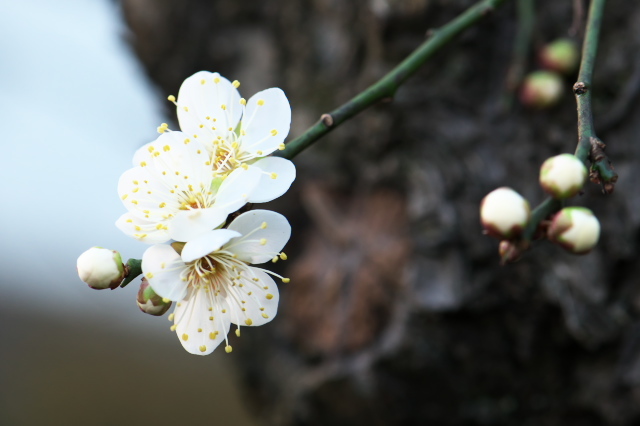 白梅・白加賀の開花。